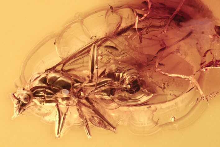 Detailed Fossil Winged Ant (Formicidae) In Baltic Amber #272662